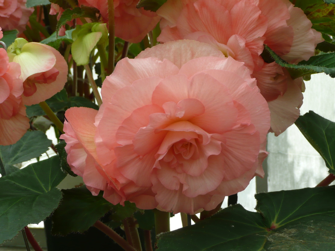 B. ‘Laurie Eckers’